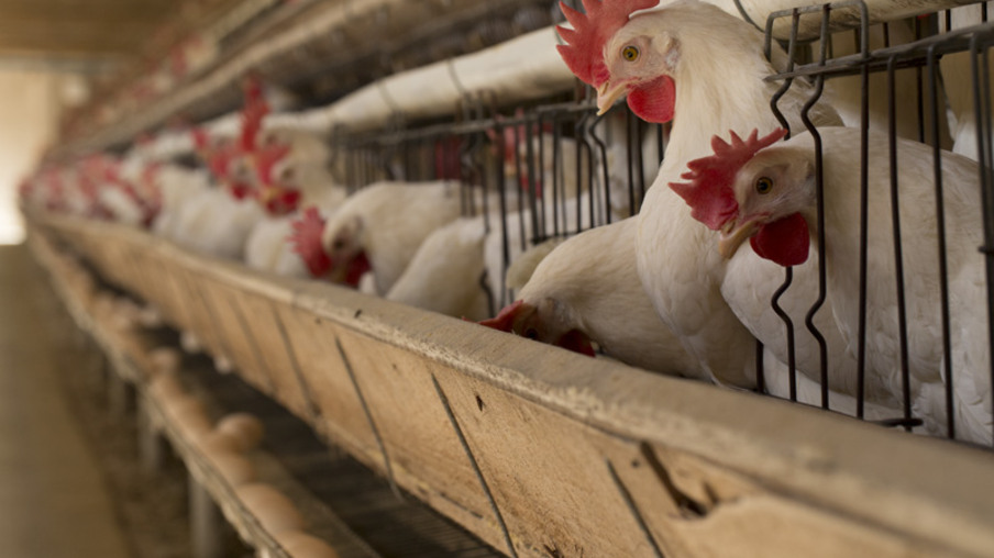 BRF antecipa em 5 anos fim do uso de ovos de galinhas criadas em gaiolas