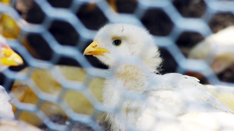 Republica Checa bane mercados de aves e proíbe avicultores de manter animais soltos