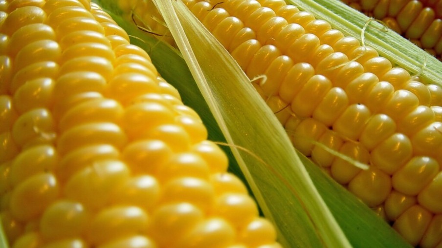 Com exportações enfraquecidas e maior oferta, preços do milho caem em novembro