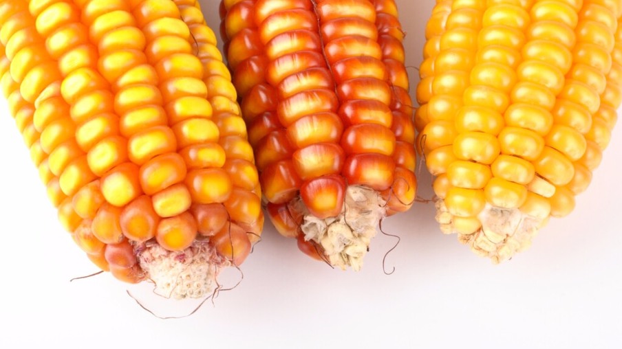 Clima seco pode reduzir potencial produtivo da 2ª safra de milho