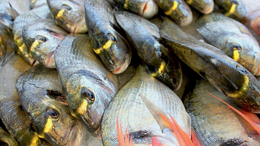 Peixes caem nas redes do Paraná
