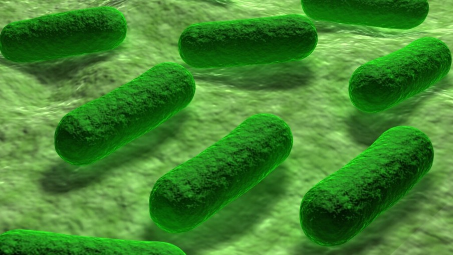 FSIS atualiza diretrizes sobre o controle de Salmonella e Campylobacter
