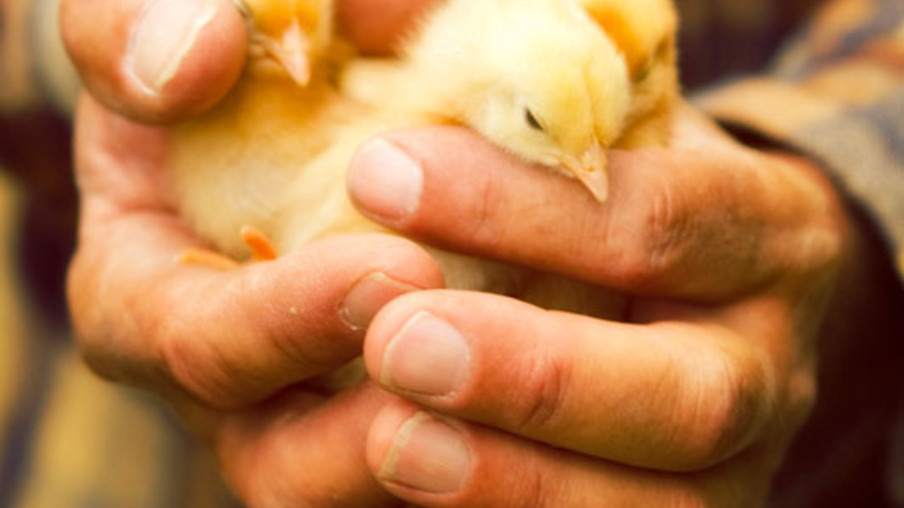 155 mil frangos morrem por dia e avicultores perdem milhões na Bolivia