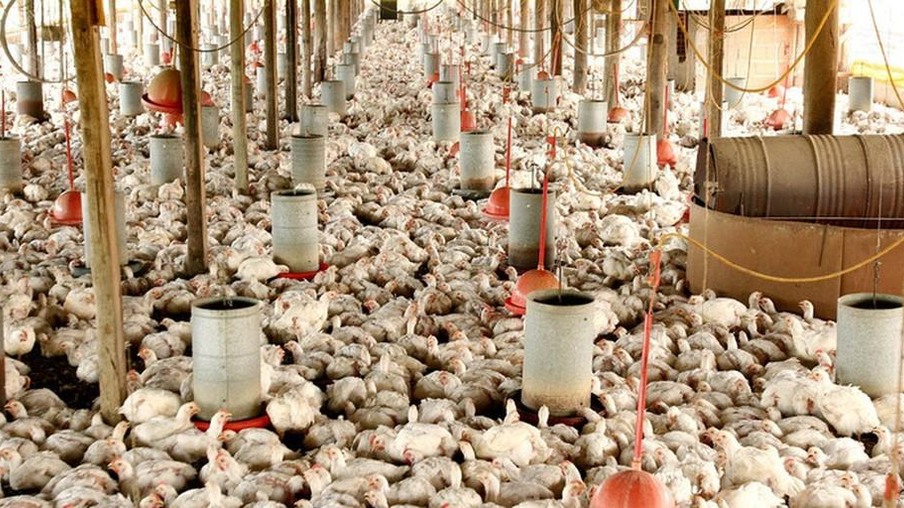 Abate de frangos registra alta no quarto trimestre de 2022