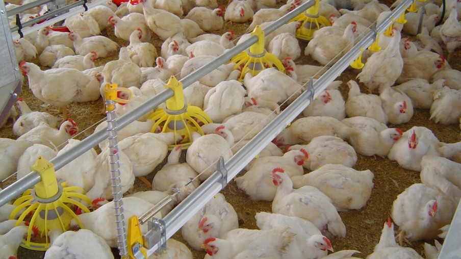 Paraná lidera o abate de frangos, com 33,5% da participação nacional