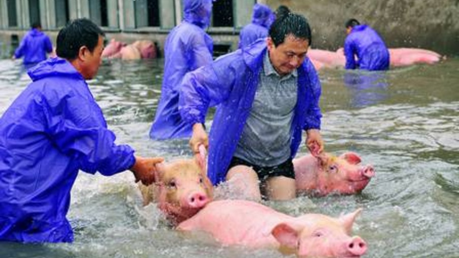Enchentes na China geram preocupação de novos surtos de PSA