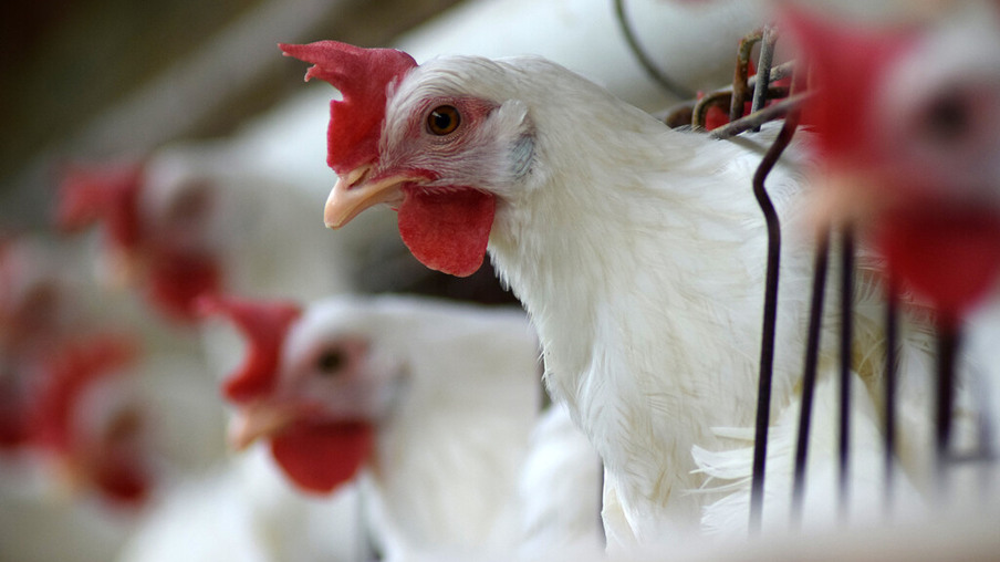 Coopeavi investe R$ 2,5 milhões em expansão de atividades avícolas