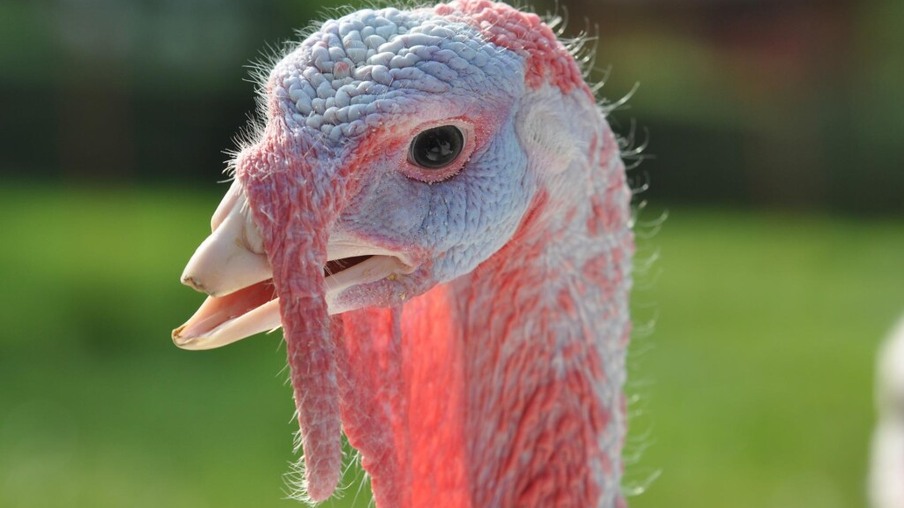 Hungria relata gripe aviária  em fazenda de perus