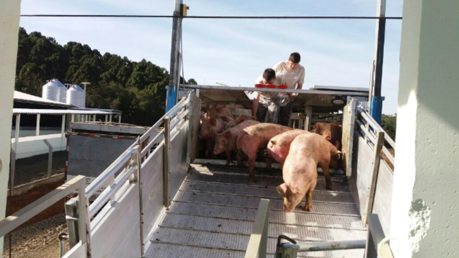 Nova granja de suínos estima produzir 20 mil animais de alto padrão genético