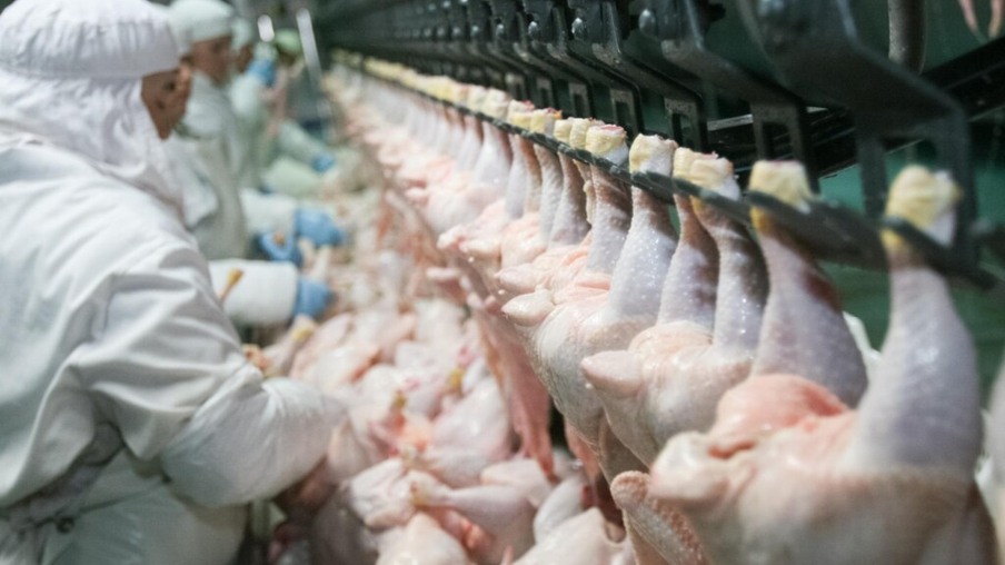 Condenações de frangos abatidos sob Inspeção Federal no Brasil