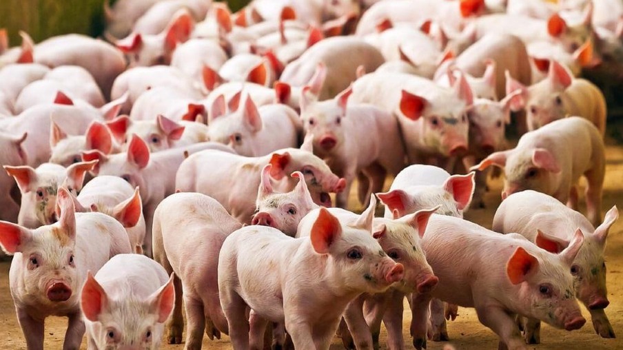 França e China fazem acordo para que comércio da carne suína não pare, mesmo com surto de PSA