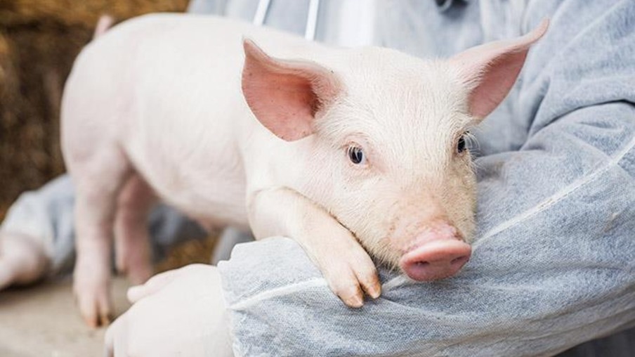 Produtores, comerciantes e detentores de mini porcos devem cumprir os regulamentos da ACI para garantir a saúde dos animais