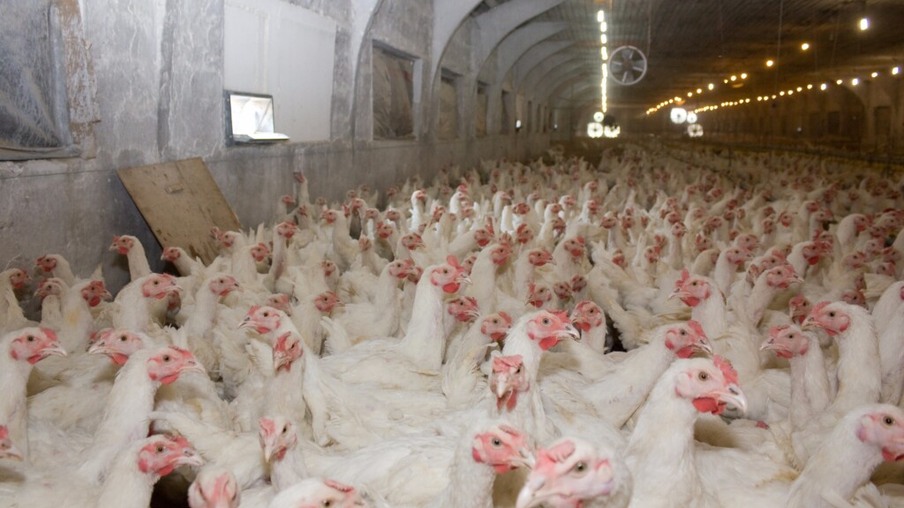 Influenza aviária tende a redirecionar procura para fornecedores com melhor status sanitário