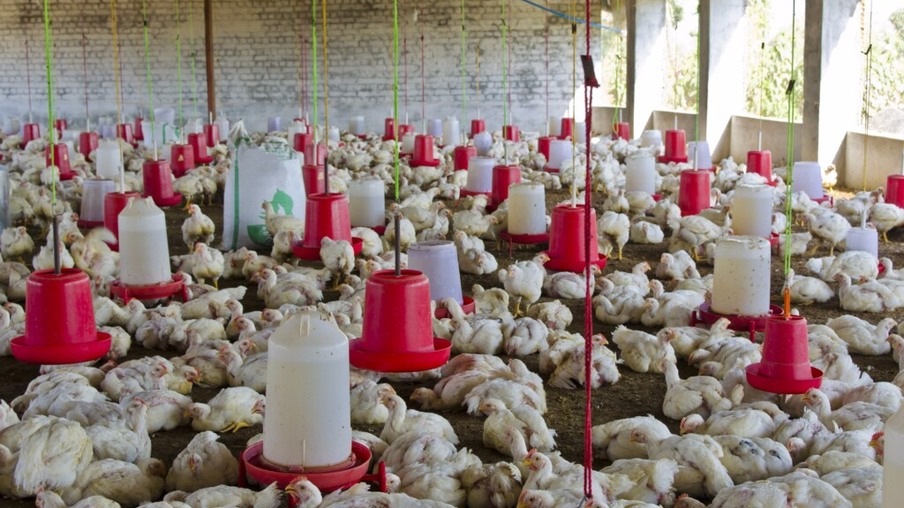 Taiwan abate quase 7.000 frangos para impedir surto de gripe aviária