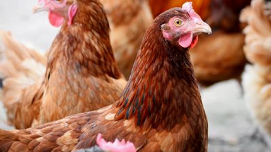 Na Ucrânia granja entra em lockdown após surto de gripe aviária
