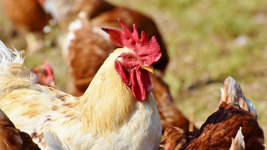 Nova enzima ajuda os criadores de aves a produzir mais com menos ração