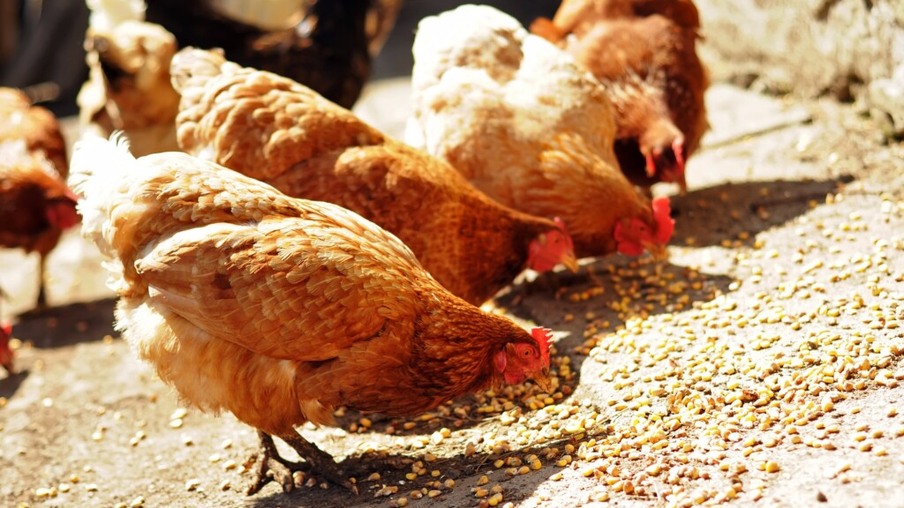 Projeto promove vacinação gratuita de galinhas caipiras em Uberlândia