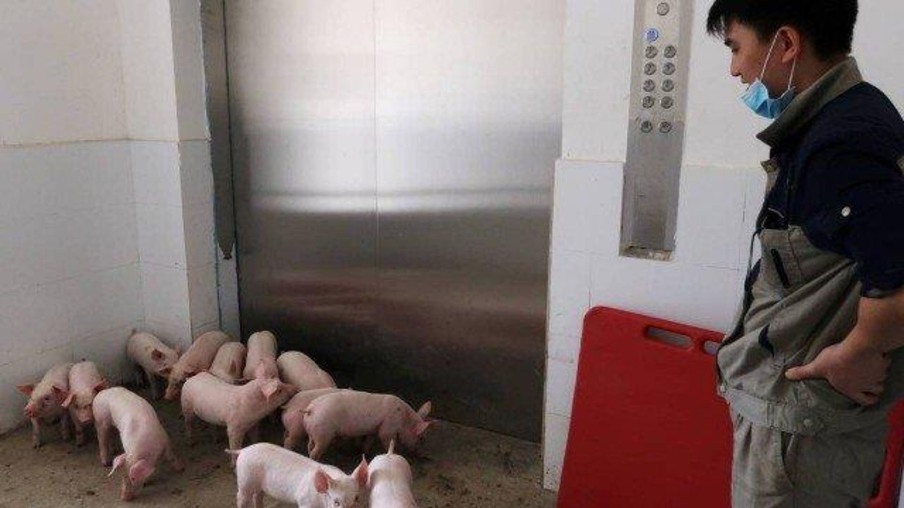 Criação de suínos em "fazendas verticais" é acelerada na China e isso afetará preço da carne no Brasil