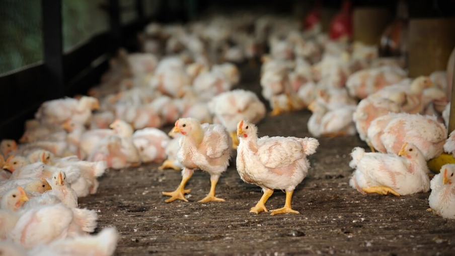 Interação nutrição e sistema imune em frangos e aditivos promotores de crescimento