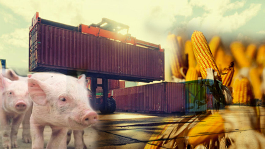 Vendas de carne suína para o mercado externo sustenta preço do animal vivo