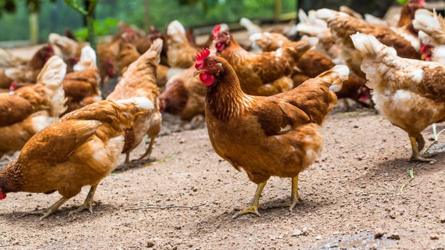 Manual de Boas Práticas para o bem-estar de galinhas poedeiras criadas livres de gaiolas