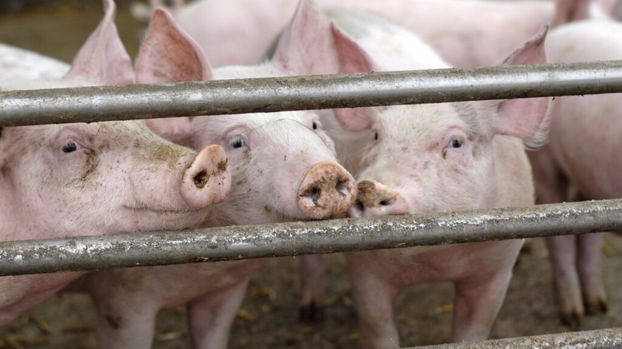 Compartimentação de suínos deve ser aliada a avaliação epidemiológica em animais silvestres