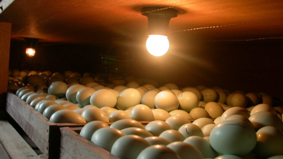 Técnica inovadora em incubação de ovos traz mais rentabilidade