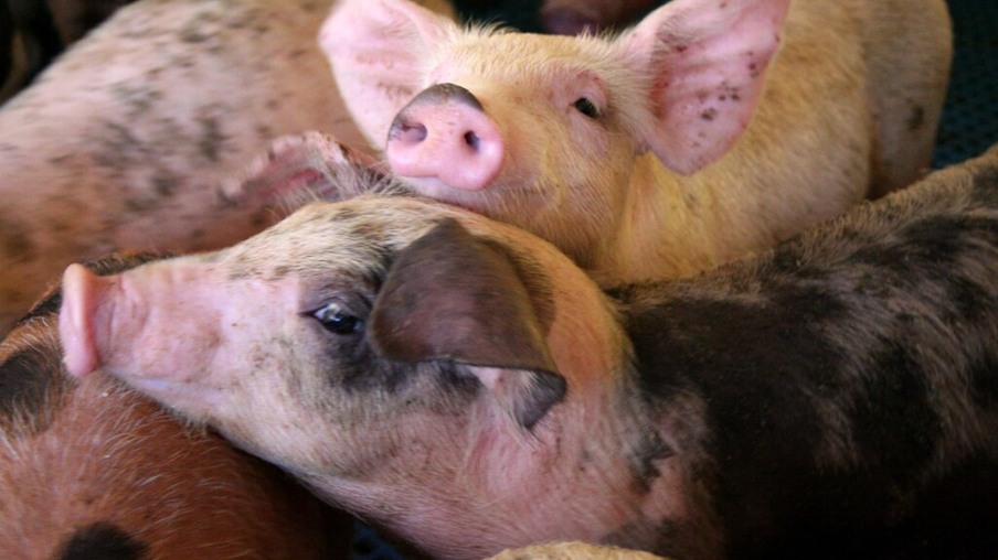 Produção de suínos ficou mais barata em maio, aponta Embrapa