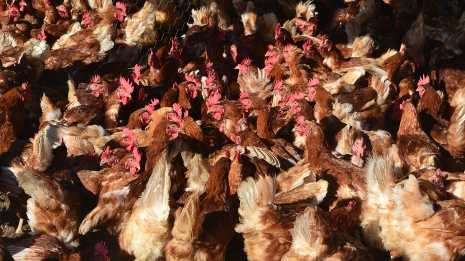 Fazenda da Toca promove novo curso de Produção de Ovos Orgânicos