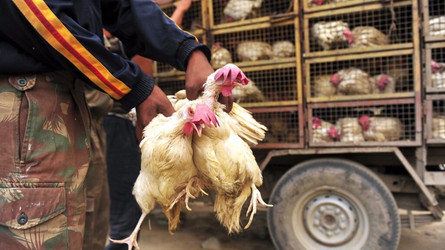 Pesquisa da USP revela 4 mil avícolas clandestinas em São Paulo