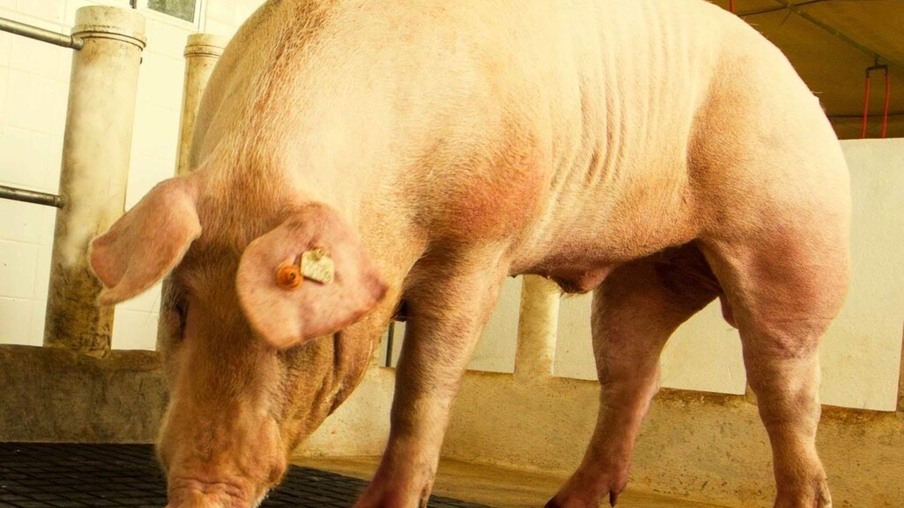 Importância do correto manejo nutricional para o macho suíno reprodutor - por Diego Duran Araujo