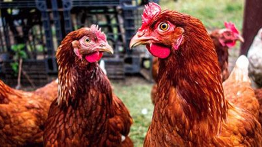 Surtos de influenza aviária nos EUA diminuem em maio