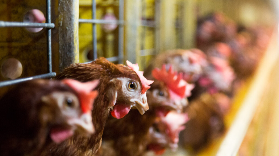 Da cria à postura, nutrição de galinhas poedeiras exige atenção especial
