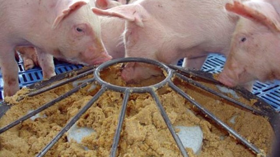 Imunonutrição pode garantir saúde de suínos e ganhos para o produtor