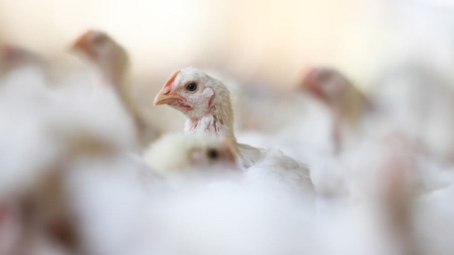 130 mil frangos são sacrificados em uma fazenda da Espanha por surto de gripe aviária
