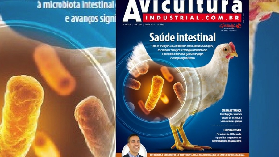Saúde intestinal assume papel central na avicultura