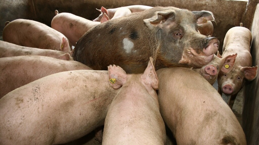 Carne suína registra alta nos mercados interno e externo