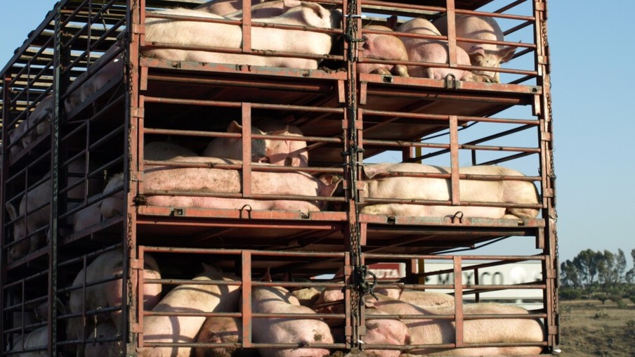 Para evitar entrada da peste suína no RN, 35 suínos são sacrificados em Baraúna