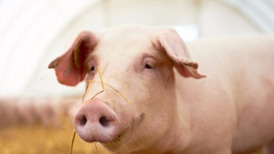 Preços de suíno vivo se mantiveram estáveis nesta semana