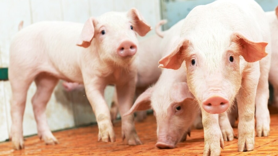 Detecção de peste suína em granjas não afeta mercado de suínos na Alemanha