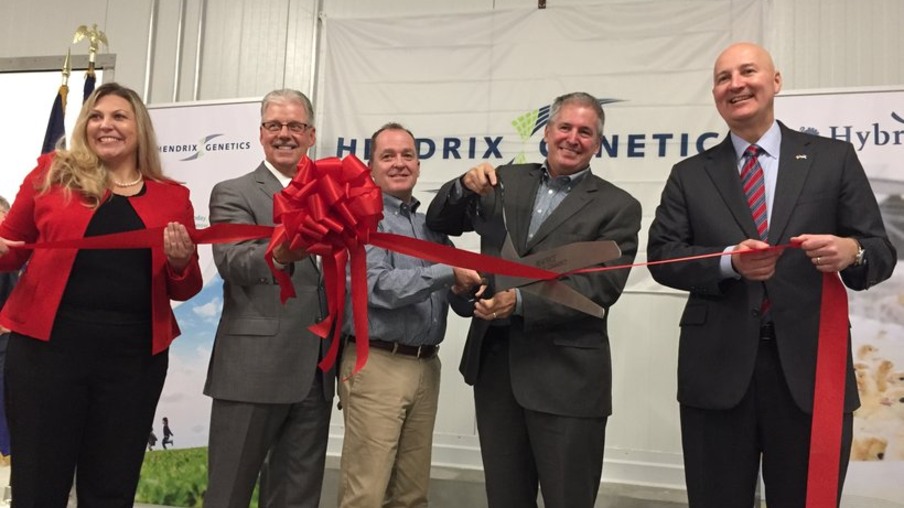 Empresa de genética inaugura nova incubadora de perus no Nebraska