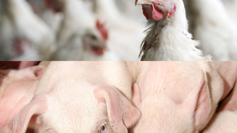 Custos de produção de suínos e de frangos de corte sobem em abril