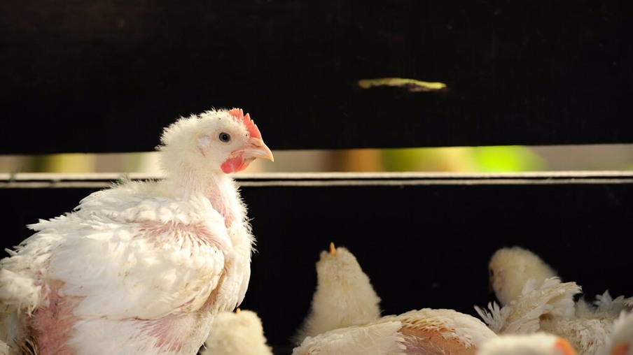 OMS pede a governos atenção para casos de gripe aviária em seus territórios