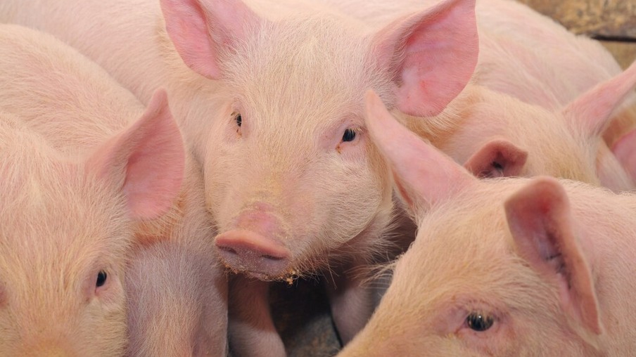 Rússia vai restringir entrada de carne suína e bovina do Brasil em dezembro