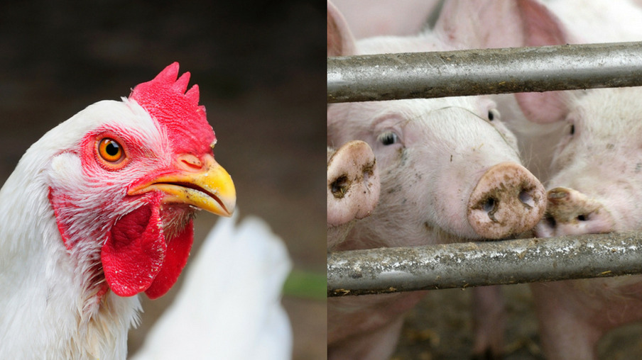 Diferença de preço do suíno vivo e do frango é a menor em 11 anos
