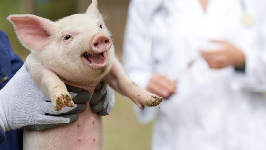 Em feito inédito, cirurgiões dos EUA testam com sucesso transplante de rim de suíno em humano