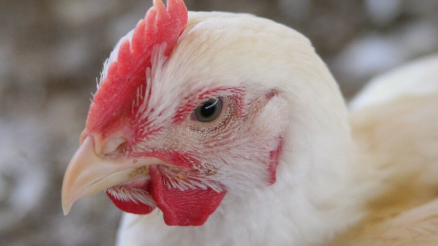 Vendas de frango caíram 35% na Colômbia devido ao coronavírus