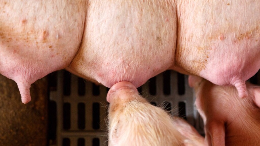 Alojamento inadequado e infecções afetam genes que regulam gestação de fêmeas suínas