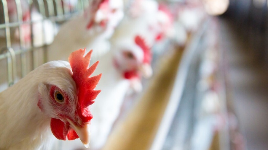 OIE notifica primeiros casos de gripe aviária H5N8 desde junho de 2017