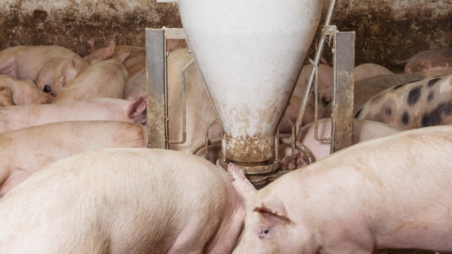 O problema da falta de milho em SC começa no déficit crônico da produção local de suínos
